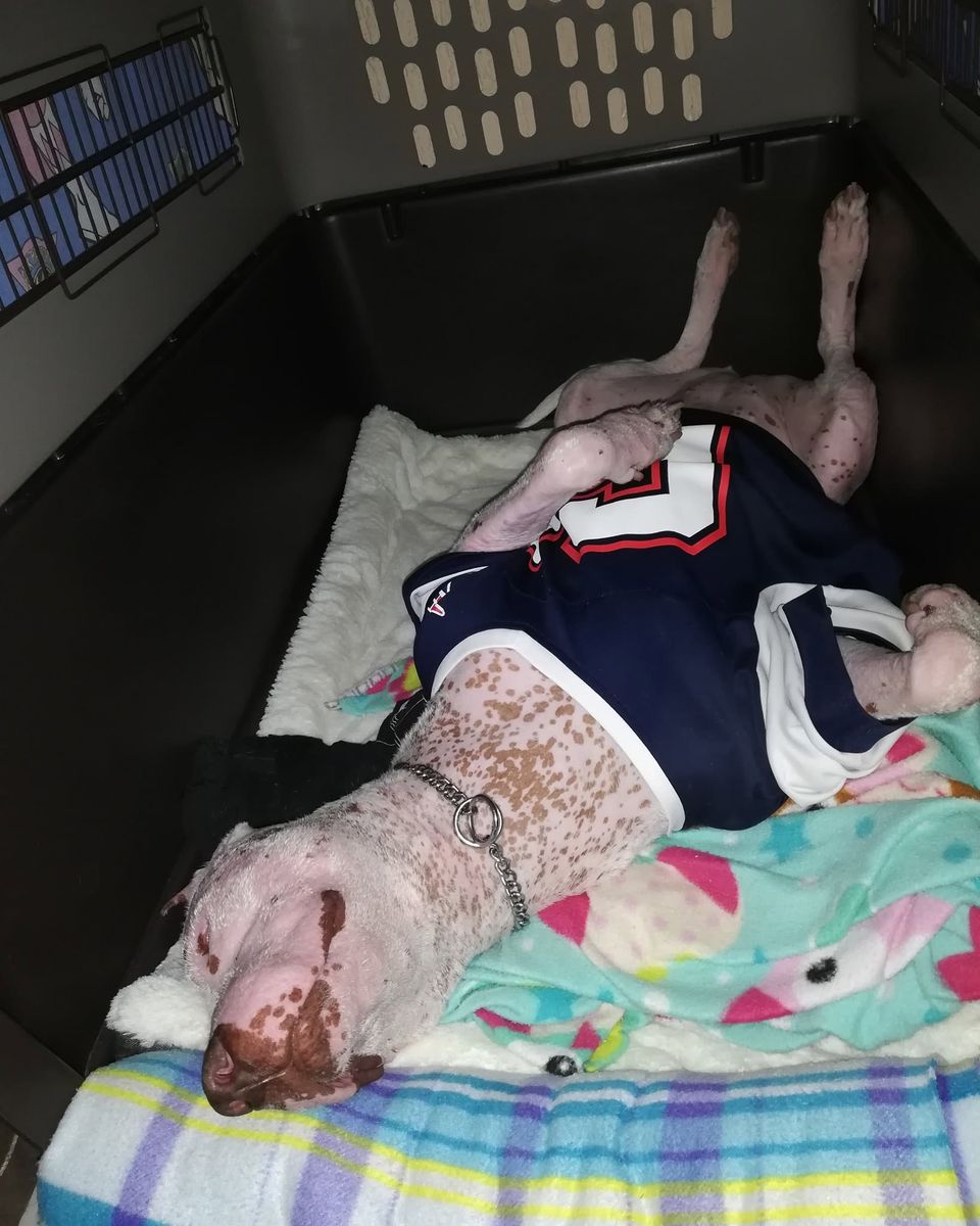 Fara dormida panza arriba en su cama, con una playera puesta.