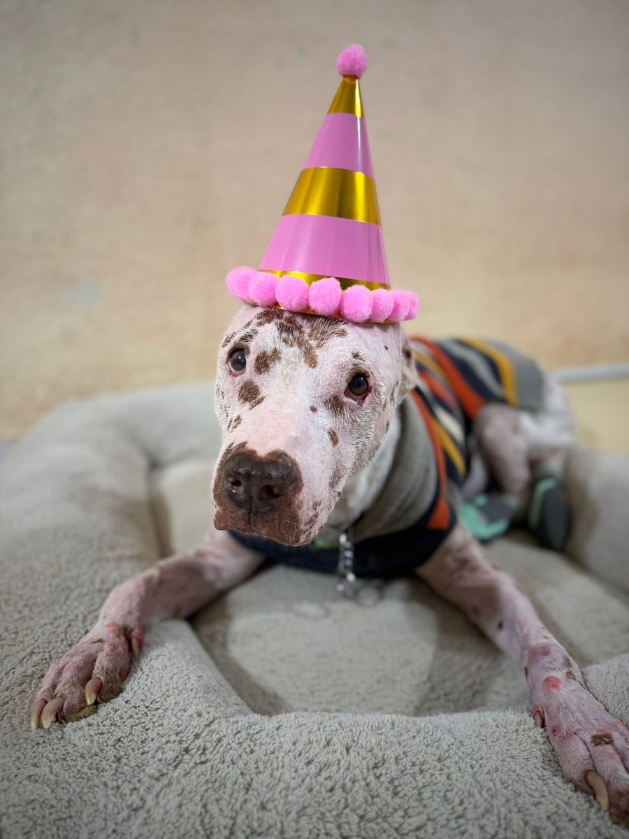 Fara recostada en su cama con un gorrito de fiesta rosa.