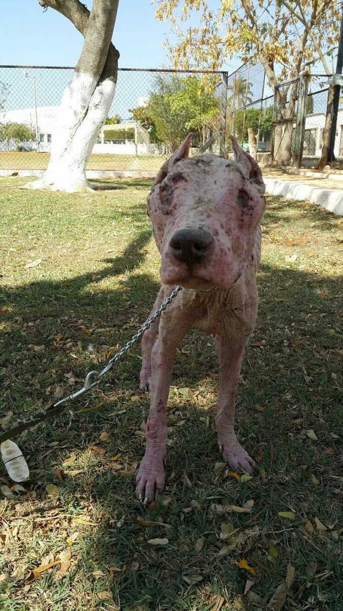 Fara el día de su rescate: muy delgada, con la piel llena de llagas y los ojos infectados.