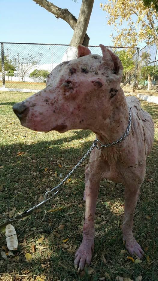 Fara de perfil el día de su rescate, con heridas en todo el cuerpo.