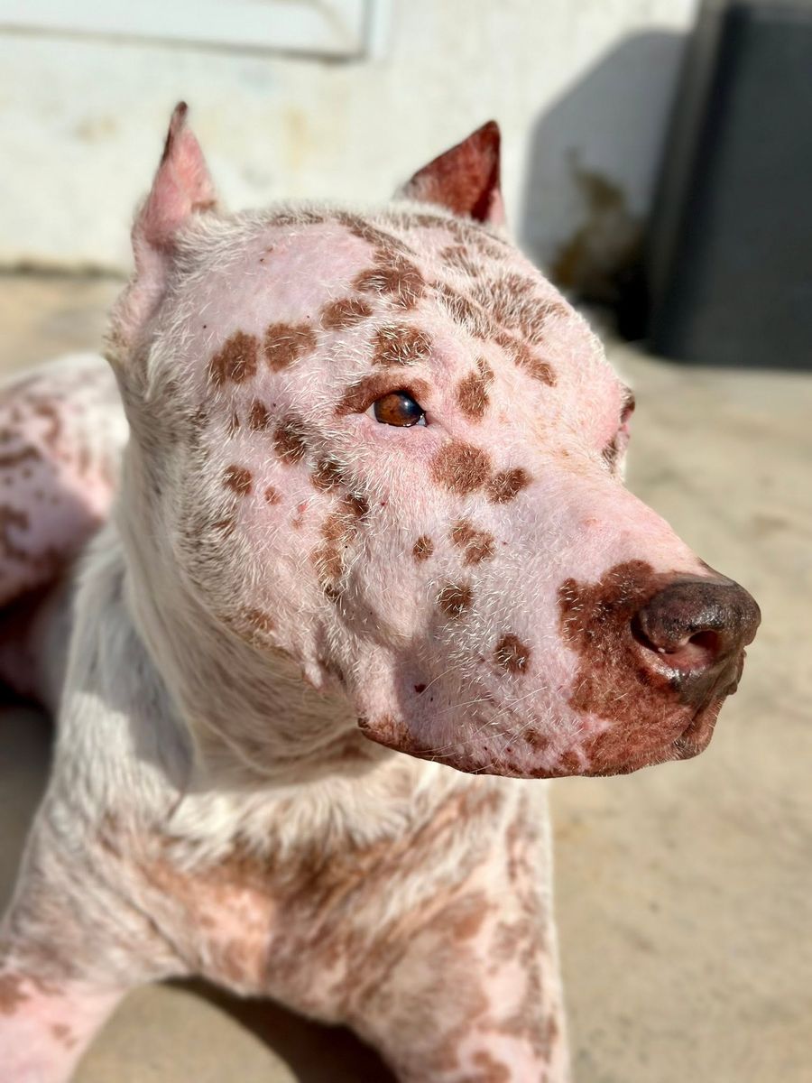 Retrato de Fara de perfil: pitbull blanca de piel rosada con pecas cafés y ojos color ámbar, al sol.