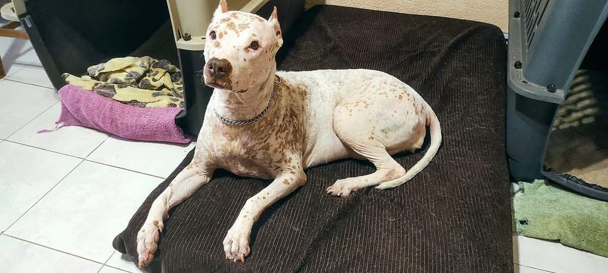 Fara ya recuperada, recostada en su cama, con la piel blanca y pecas cafés.